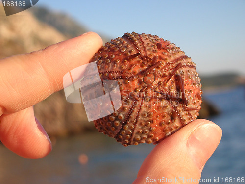 Image of Round sea shell