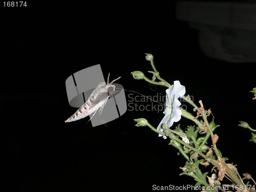 Image of A hummingbirdlike butterfly