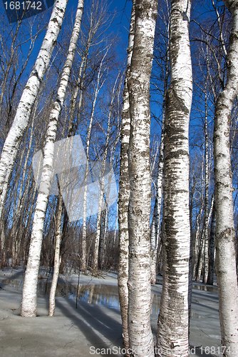 Image of background birch tree forest snow defrost spring 