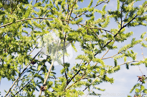 Image of willow tree branches cover with leaves in spring 