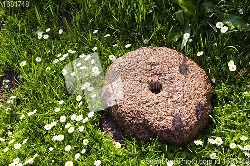 Image of ancient millstone on grass lawn and daisy flowers 