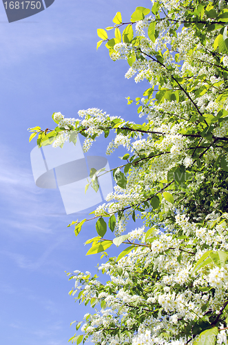 Image of bird cherry bush blooming in spring on blue sky 
