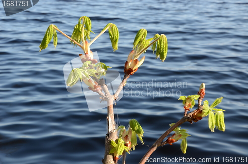 Image of conker tree branches grow in spring ripple water 