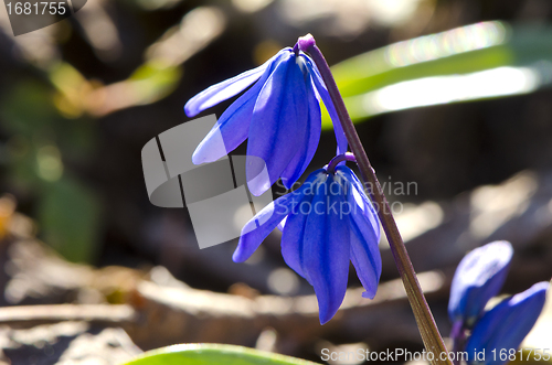 Image of blue flower snowflake blooms in early spring macro 