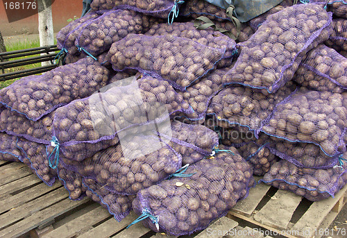 Image of Potatoes harvest