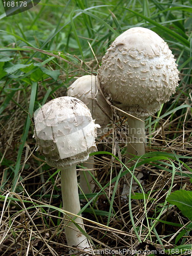 Image of Umbrella mushrooms