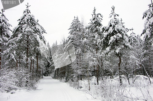 Image of Wellcome to a skiwalk