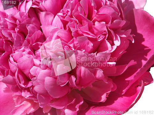 Image of Fragrant peony