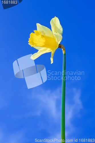 Image of Narcissus yellow flower