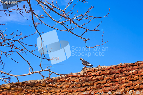 Image of Dove standing on an old tiled roof