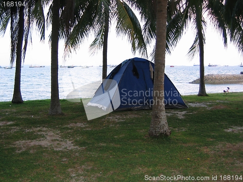 Image of Tents Among Coconut Trees
