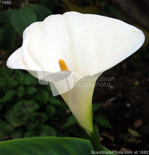 Image of Calla lily sideways