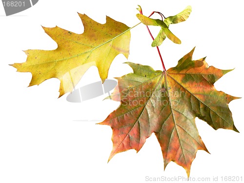 Image of Autumn