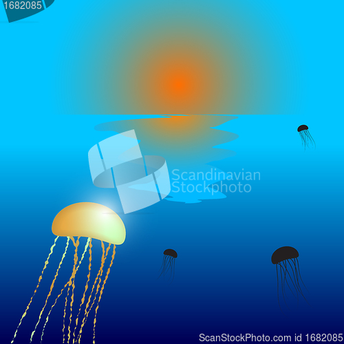 Image of jellyfish sunset