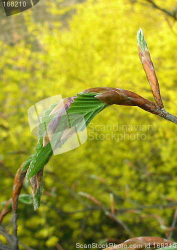 Image of Young leaves on yellow