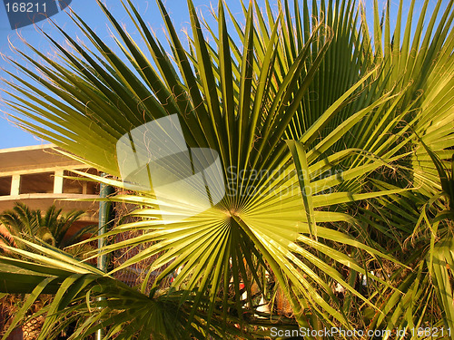 Image of A palm tree fan