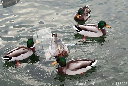 Image of Ducks