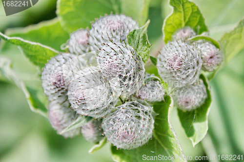 Image of Burdock 