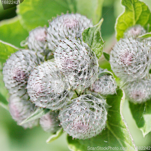 Image of Burdock 