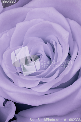 Image of violet rose close up