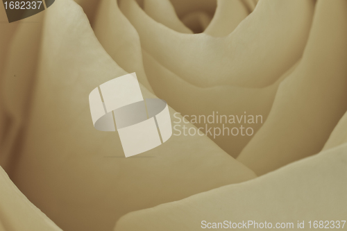 Image of white rose macro