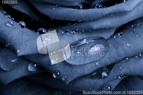 Image of blue rose