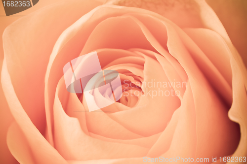 Image of orange rose macro