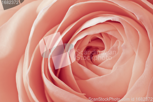 Image of pink rose macro