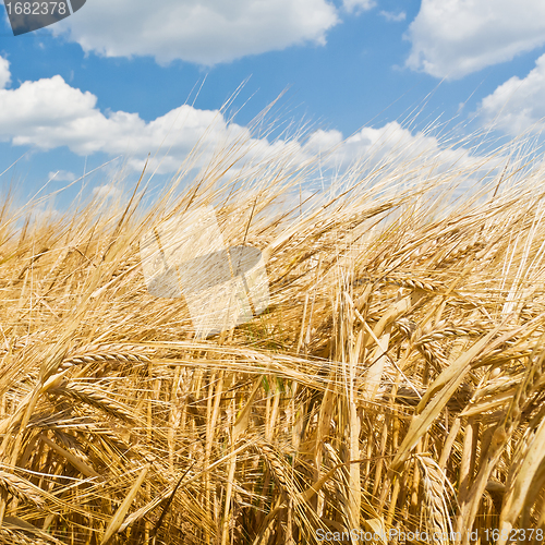 Image of agriculture landscape