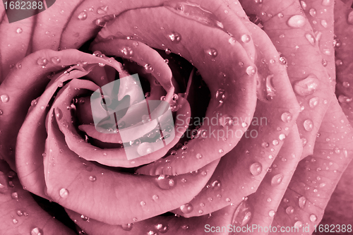 Image of pink rose