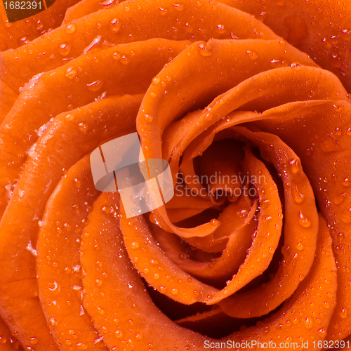 Image of orange rose