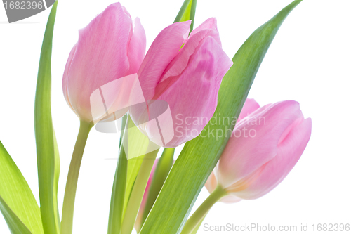 Image of pink tulips