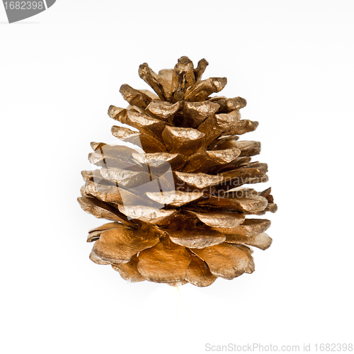 Image of pine cone