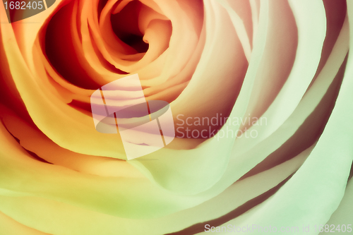 Image of multicolor rose