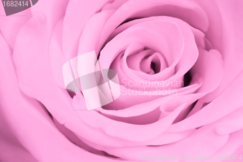Image of pink rose close up
