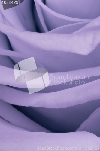 Image of violet rose close up