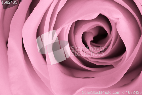 Image of pink rose close up