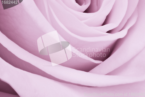 Image of violet rose close up