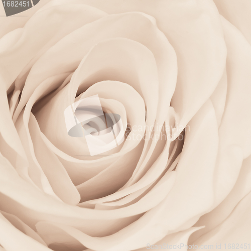 Image of white rose close up