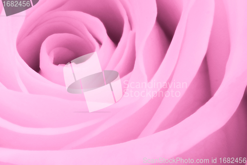 Image of pink rose close up