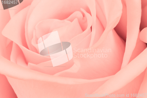 Image of pink rose close up