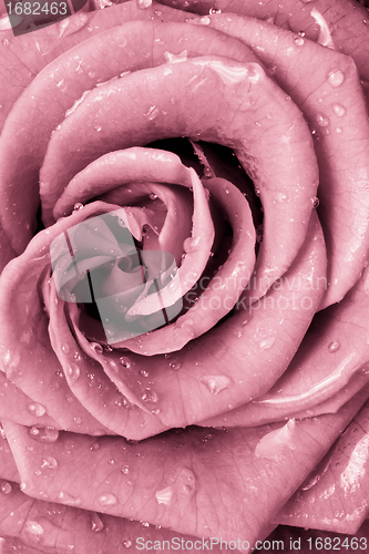 Image of pink rose
