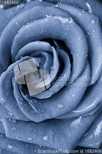 Image of blue rose