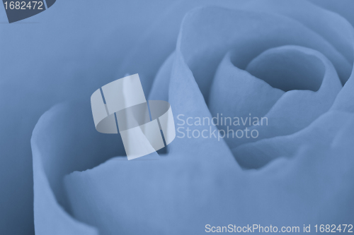 Image of blue rose macro