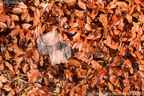 Image of brown leaves texture  for background use