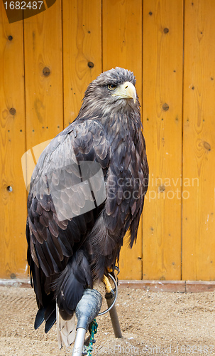 Image of Big Sea Eagle Haliaeetus albicill