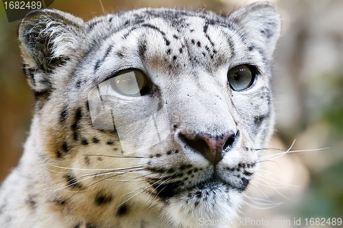 Image of Close up Portrait of Snow Leopard Irbis