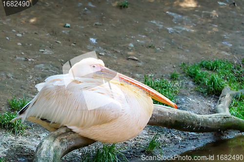 Image of pelican (Pelicanus onocrotalus) posing in camera 