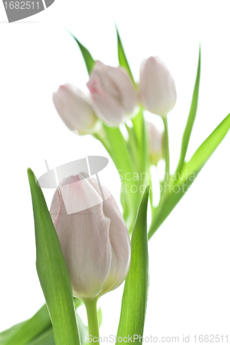 Image of tulips