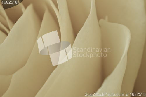 Image of white rose macro